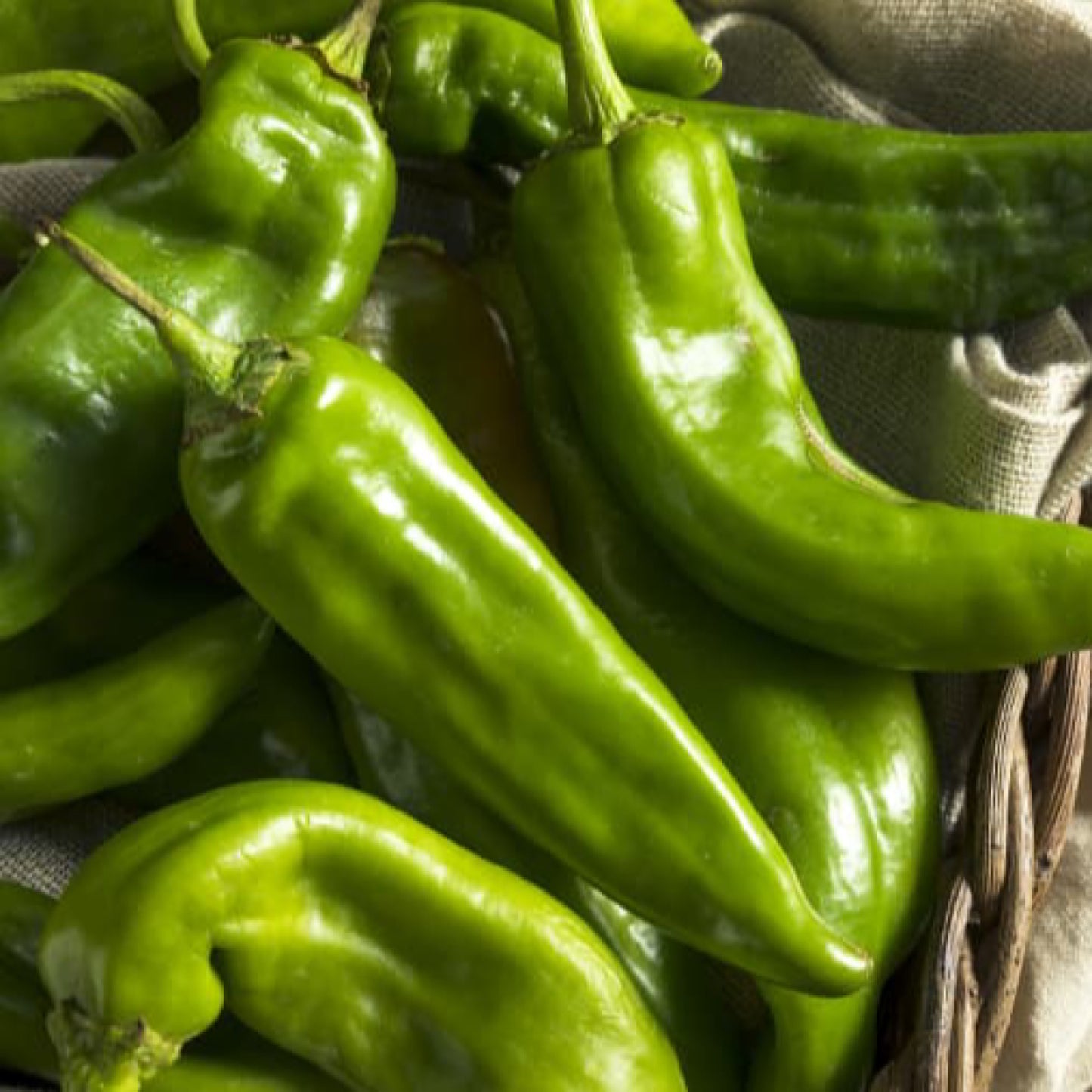 SANDIA HATCH CHILI SEEDS
