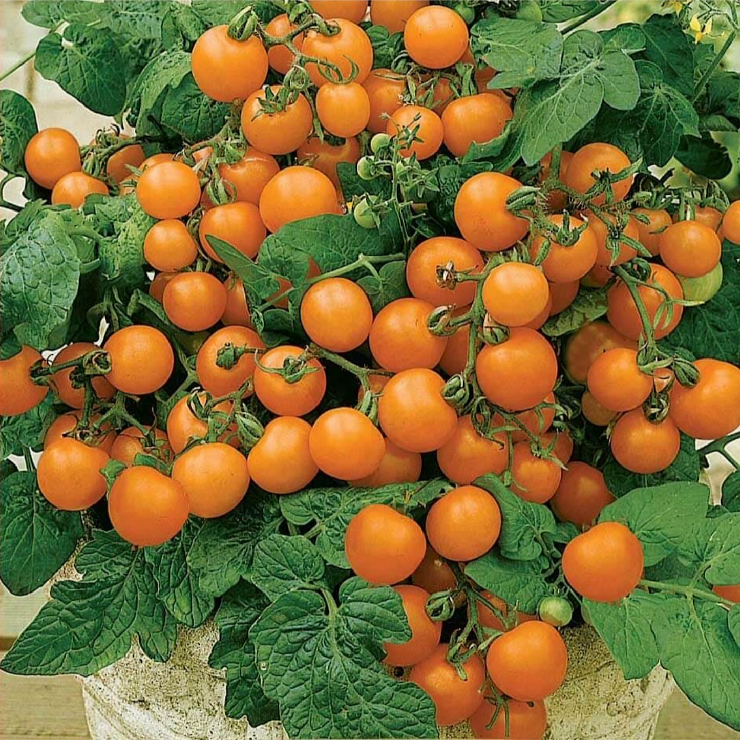 VENUS MICRO DWARF TOMATO SEEDS