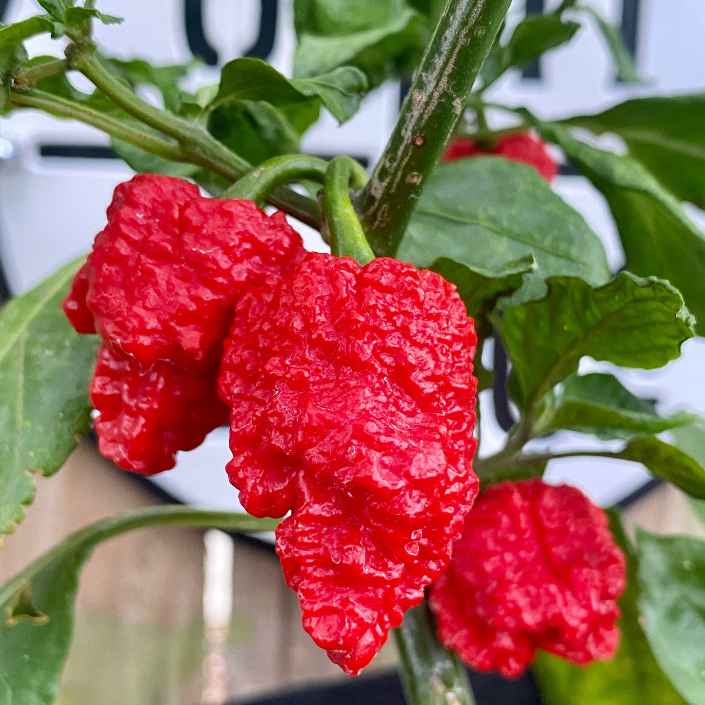 DRAGONS BREATH PEPPER SEEDS