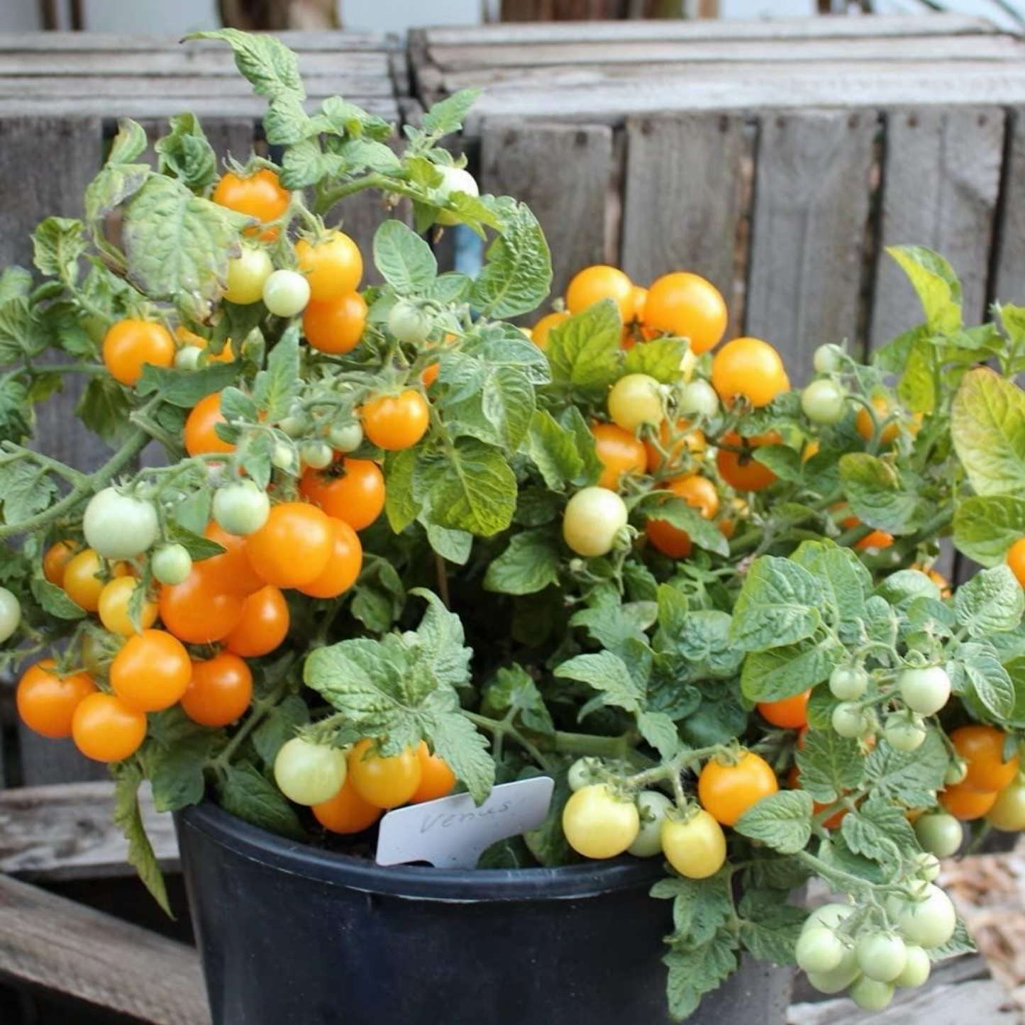 VENUS MICRO DWARF TOMATO SEEDS