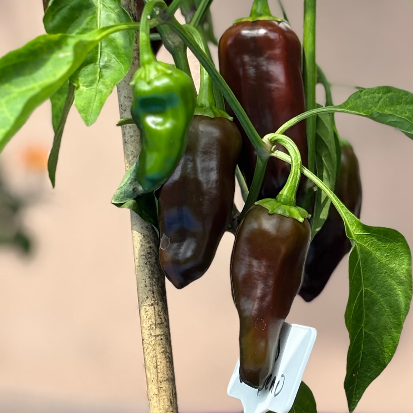 BROWN JALAPEÑO PEPPER SEEDS