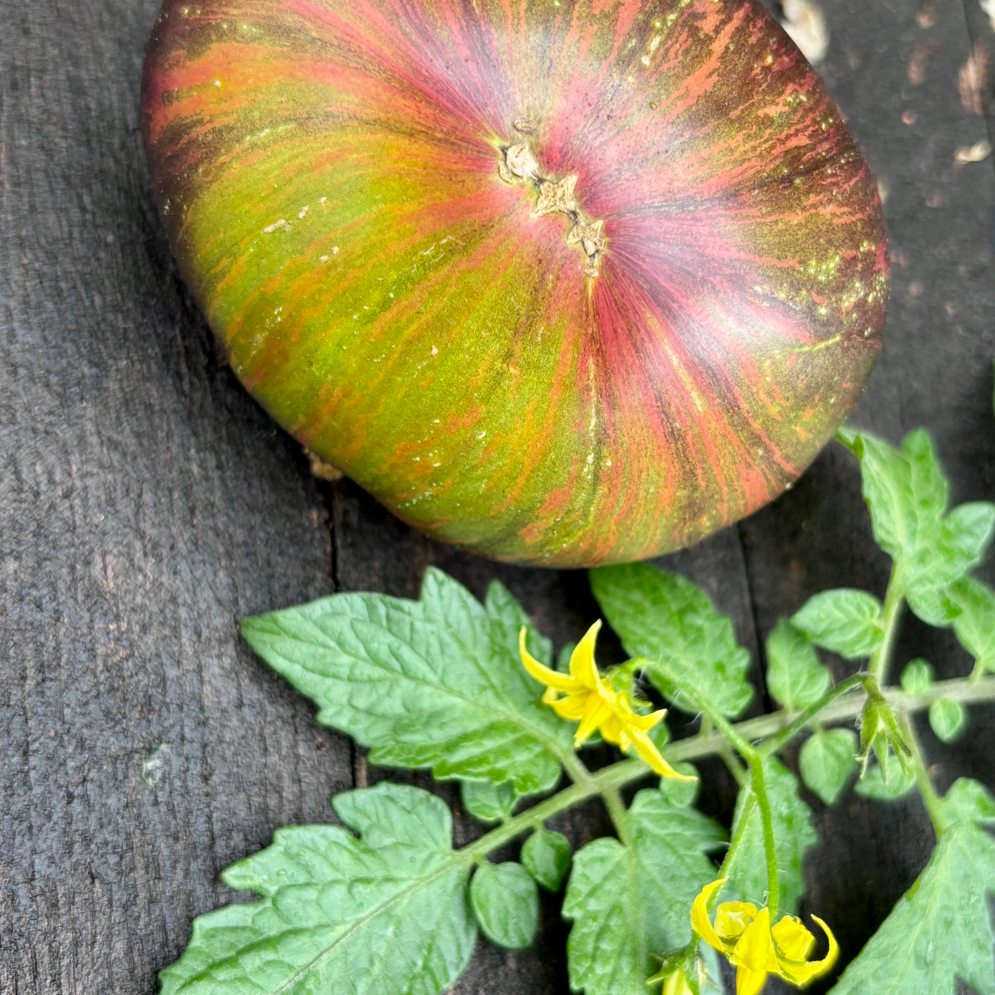 FASCINATION STREET TOMATO SEEDS BY BILL YODER