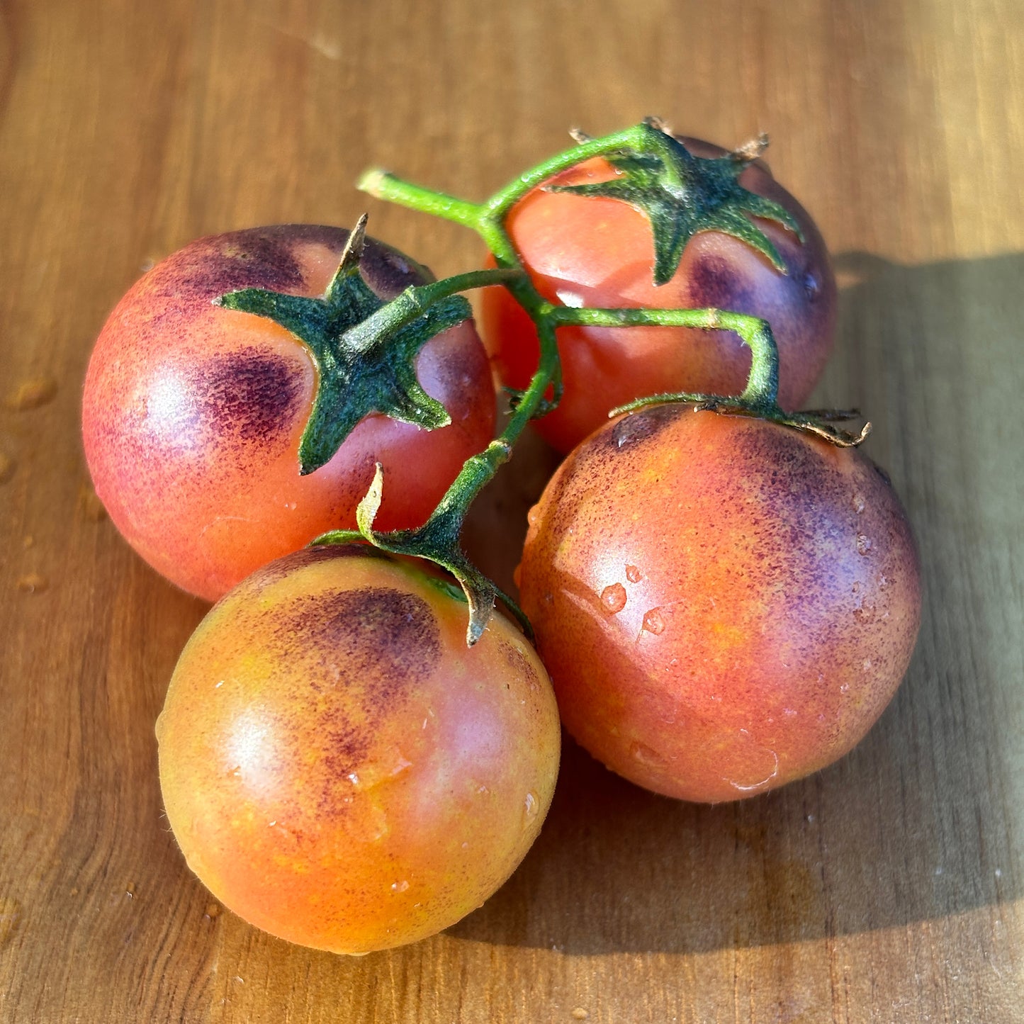 RIO TOMATO SEEDS BY BILL YODER
