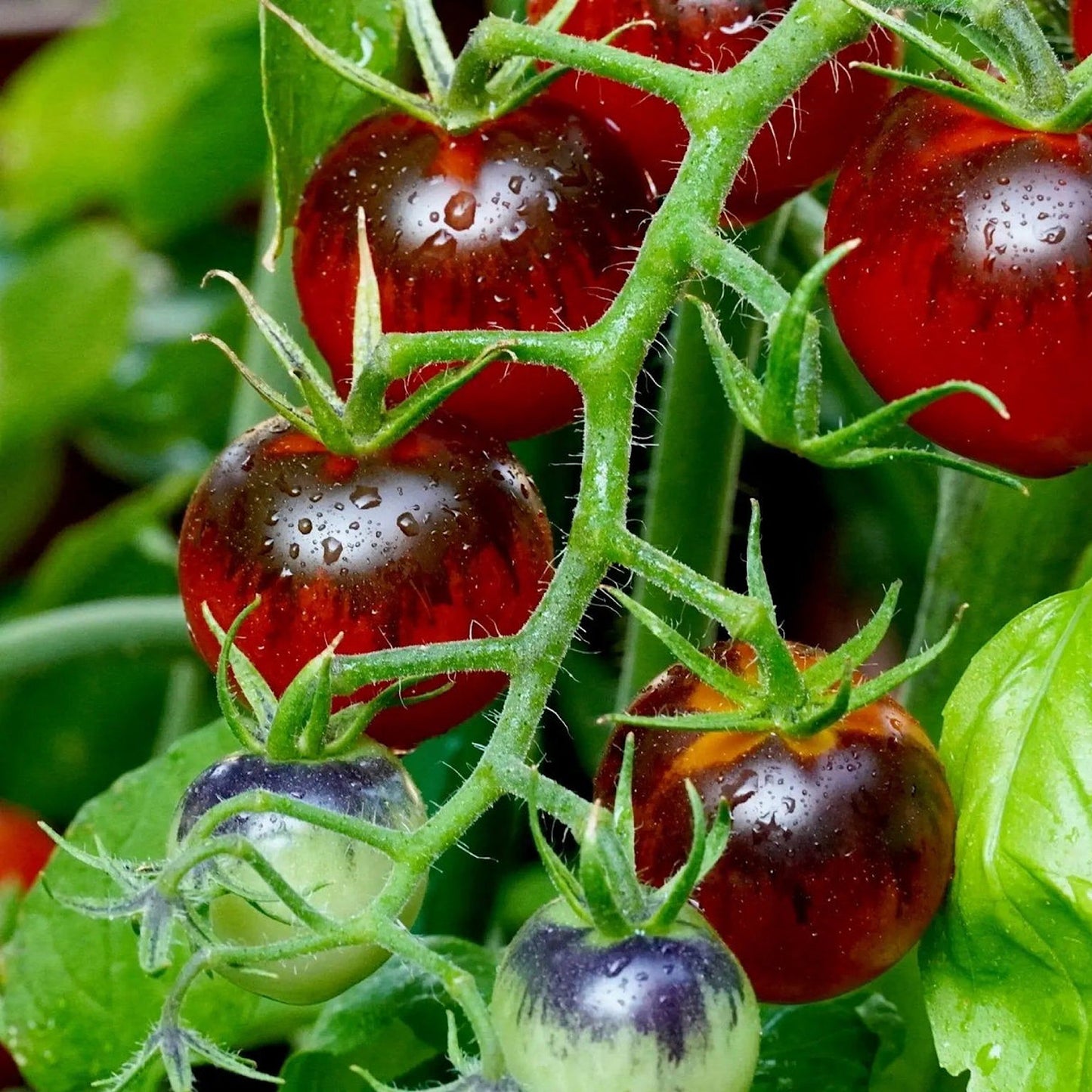 DANCING WITH SMURFS TOMATO SEEDS