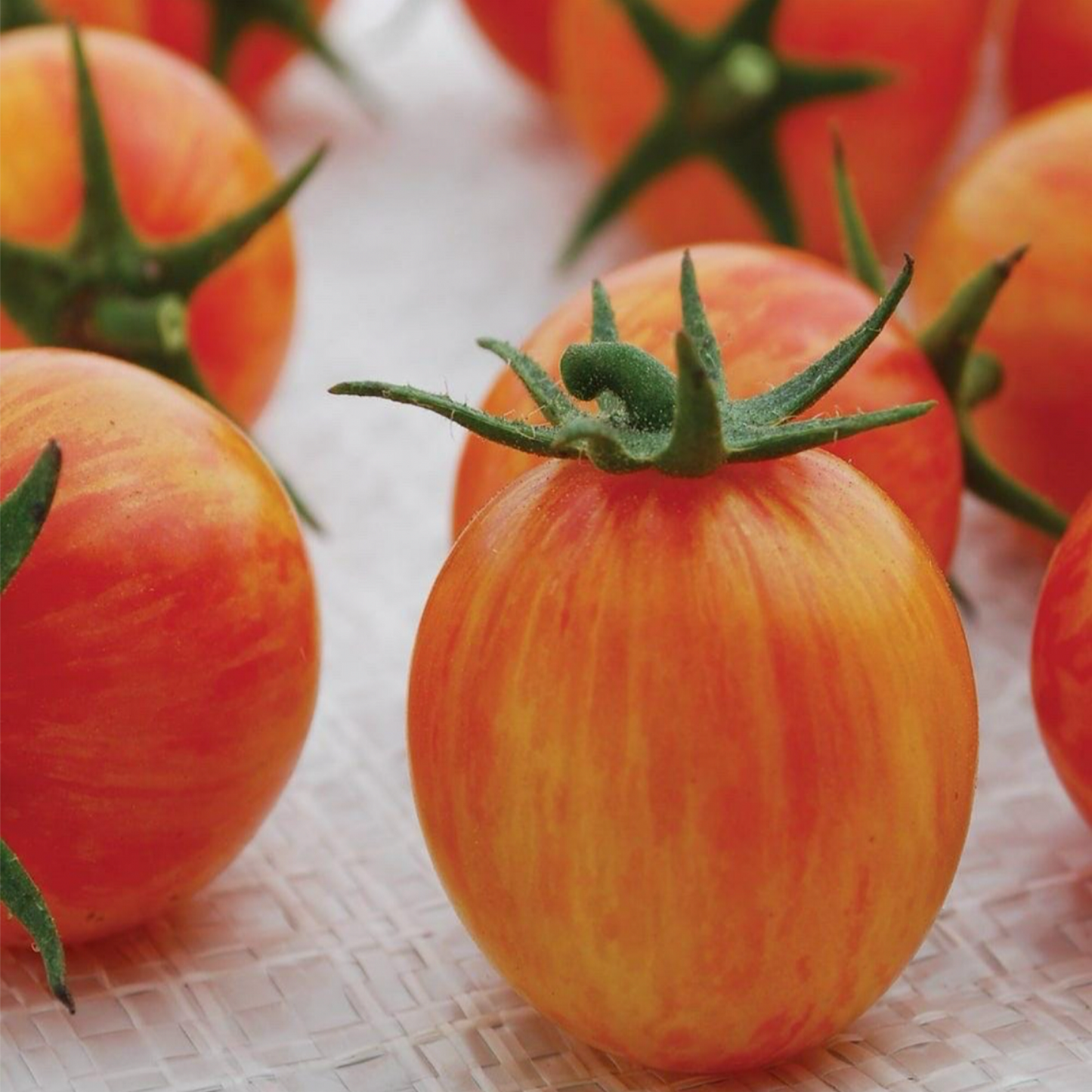 SUNRISE BUMBLEBEE TOMATO SEEDS