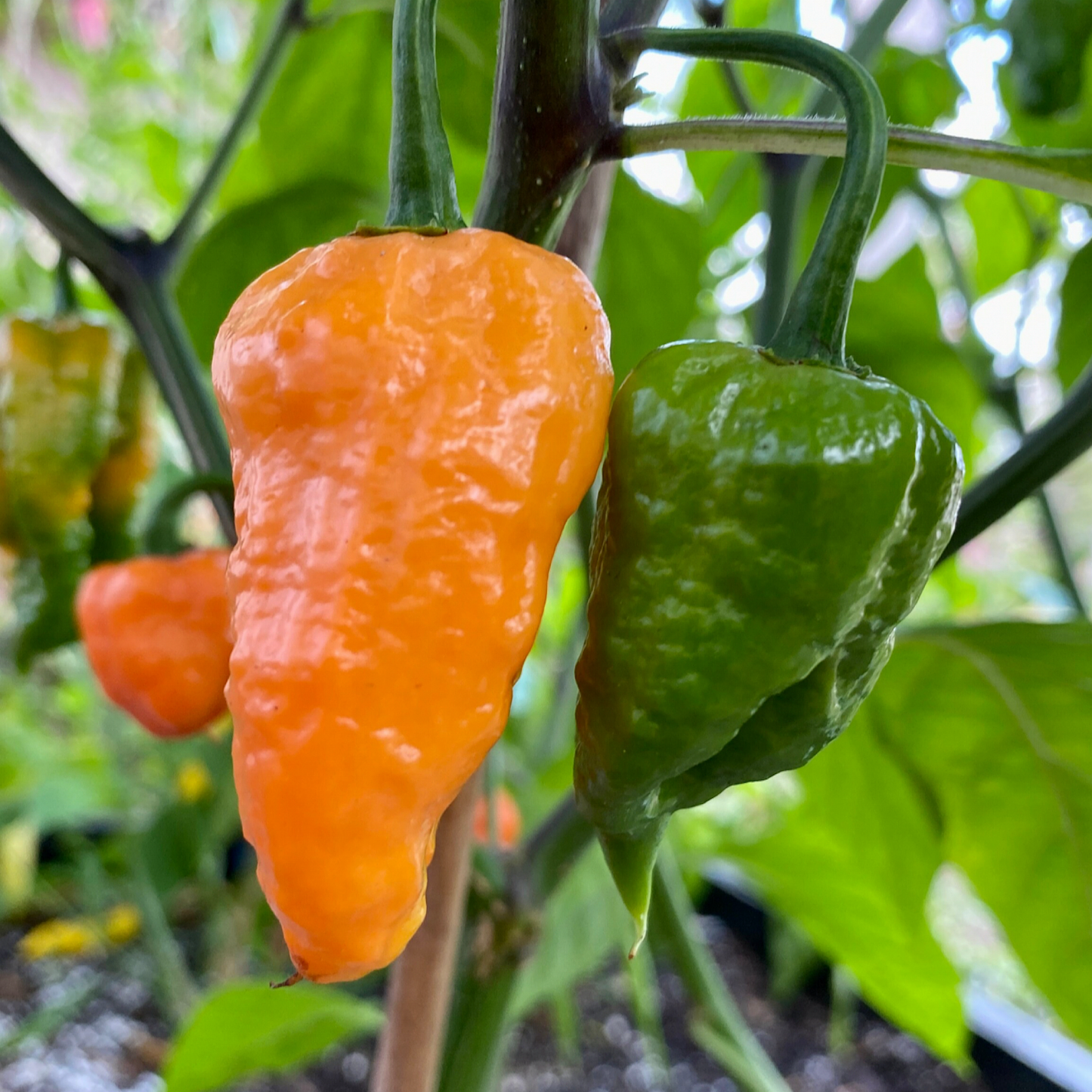 BHUTLAH SCORPION PEPPER SEEDS