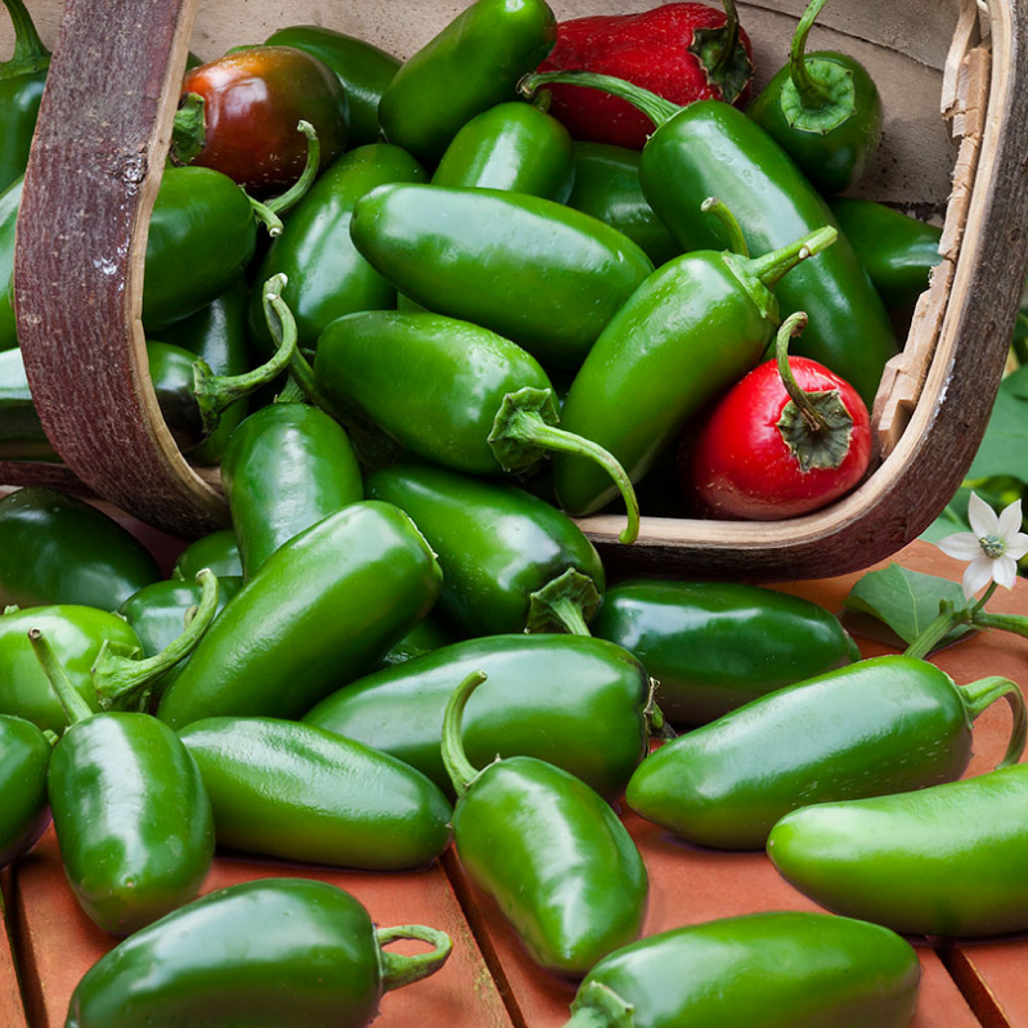 EARLY JALAPEÑO PEPPER SEEDS