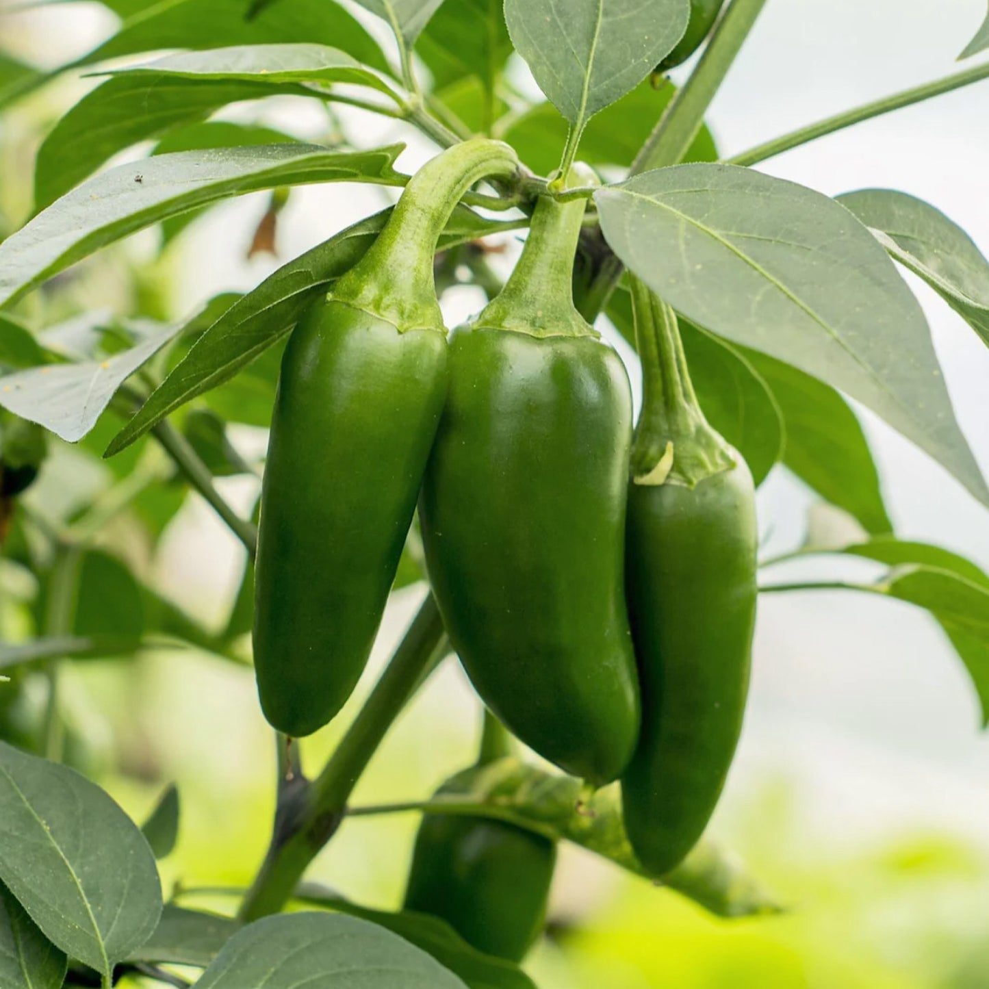 EARLY JALAPEÑO PEPPER SEEDS