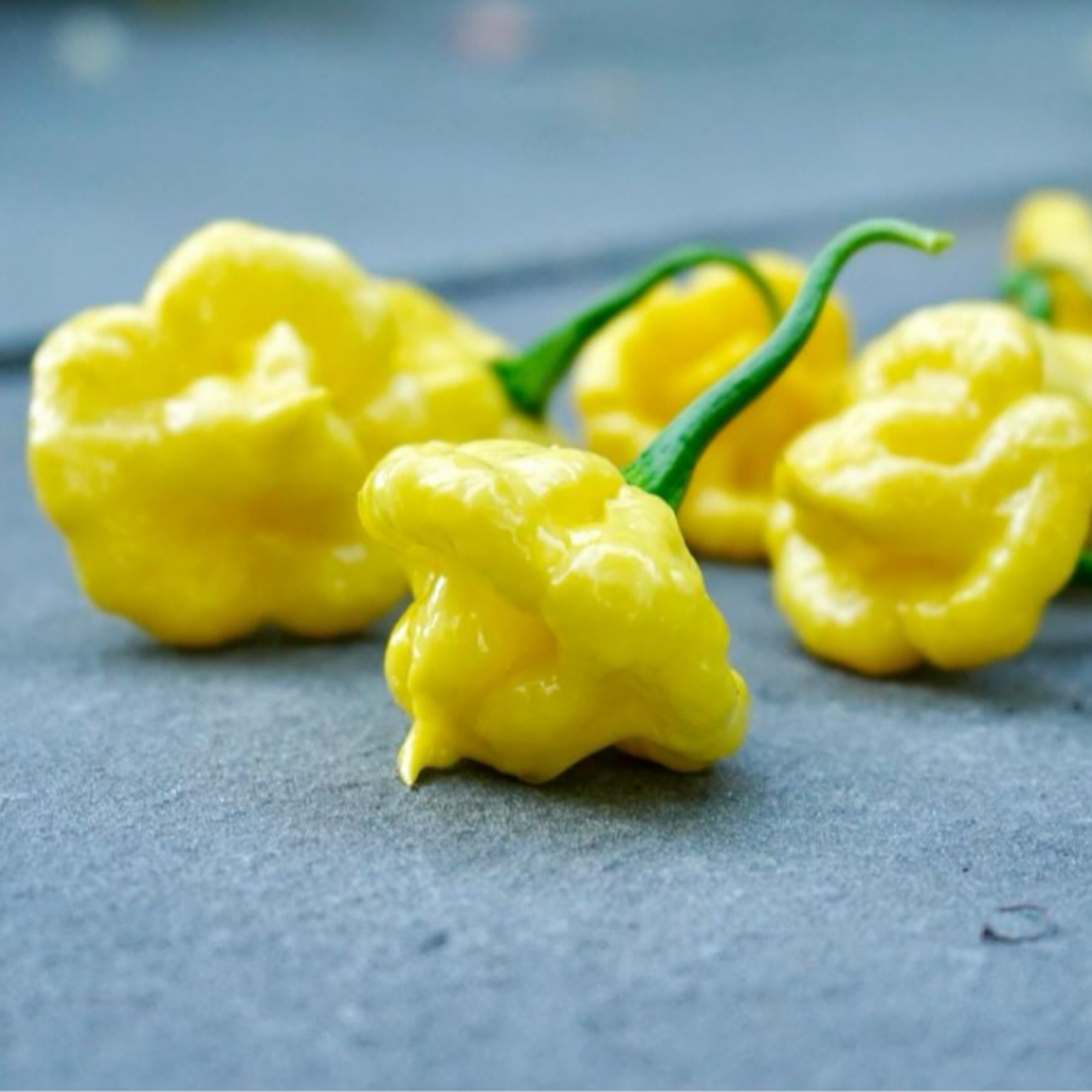 KHANGSTARR LEMON STARBURST PEPPER SEEDS