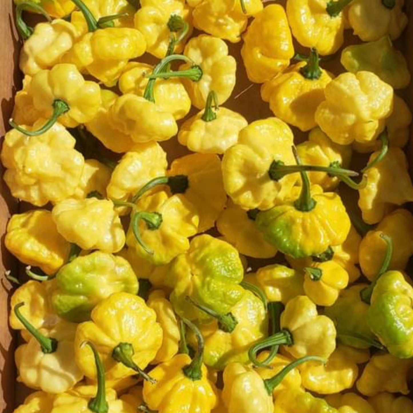 KHANGSTARR LEMON STARBURST PEPPER SEEDS