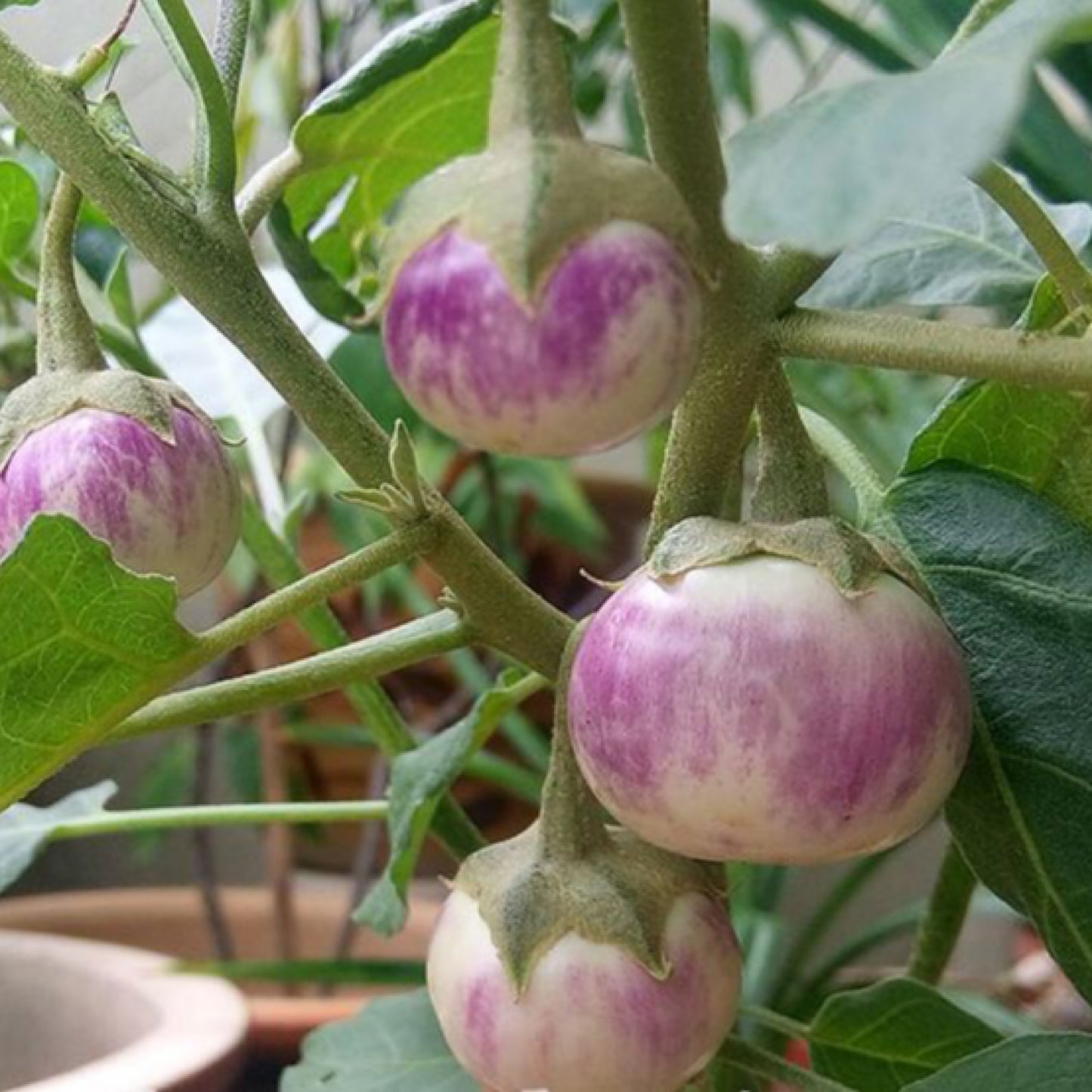 Thai Lavender Frog Egg Eggplant Seeds