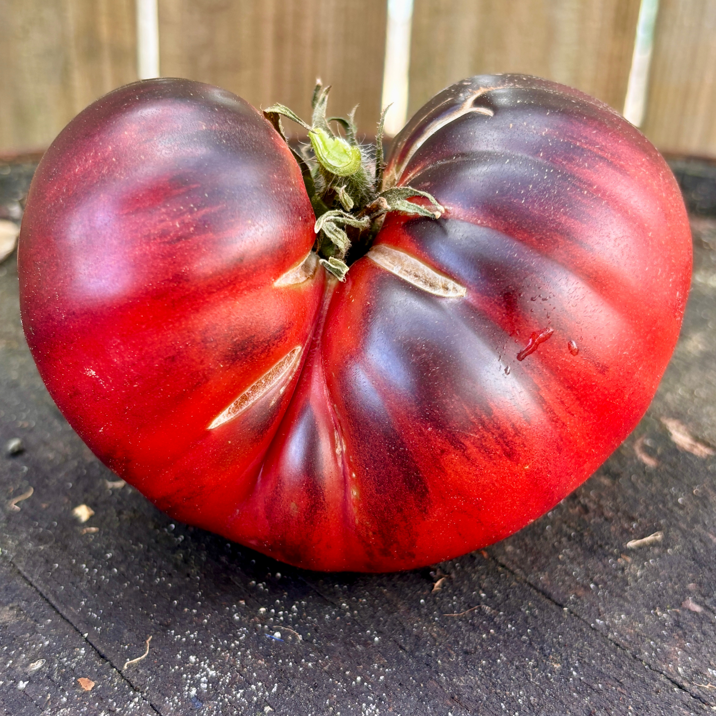 LULLABY TOMATO SEEDS BY BILL YODER