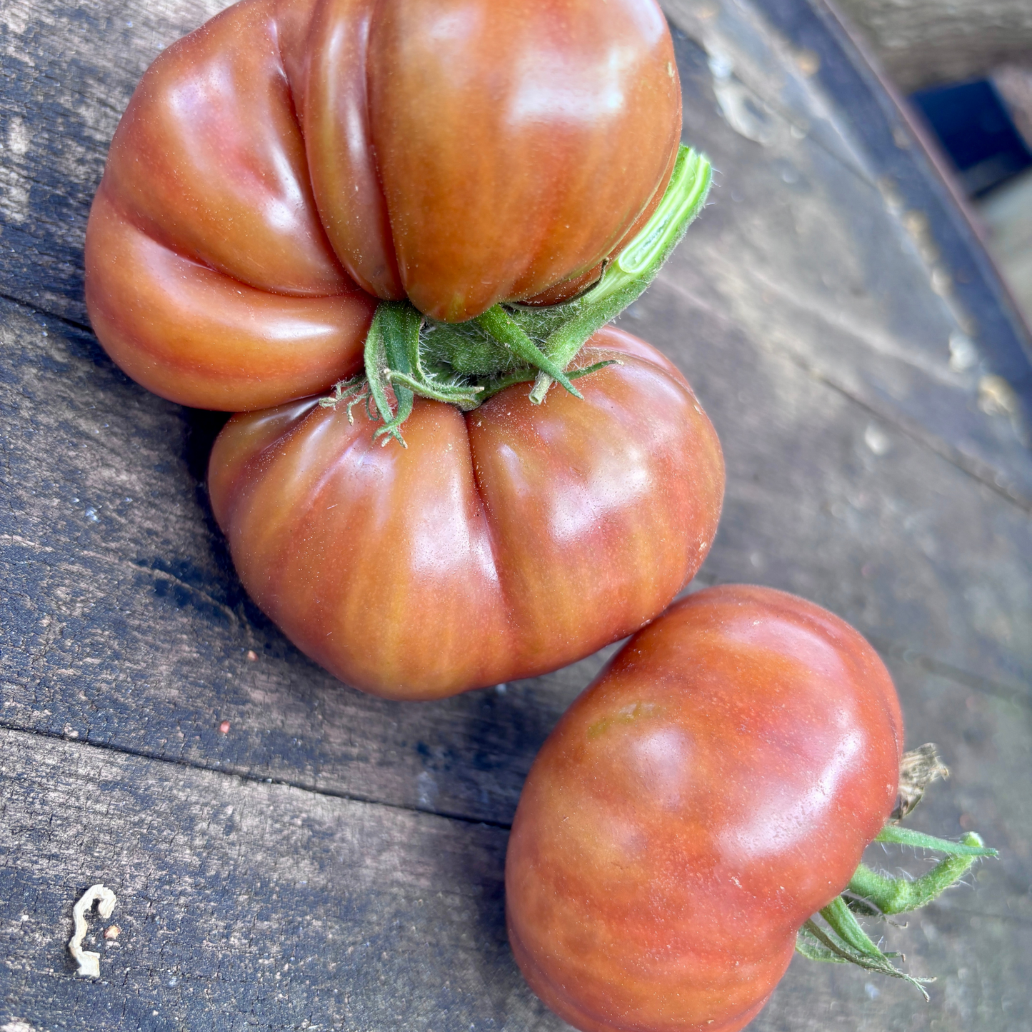 NOTORIOUS TOMATO SEEDS BY BILL YODER