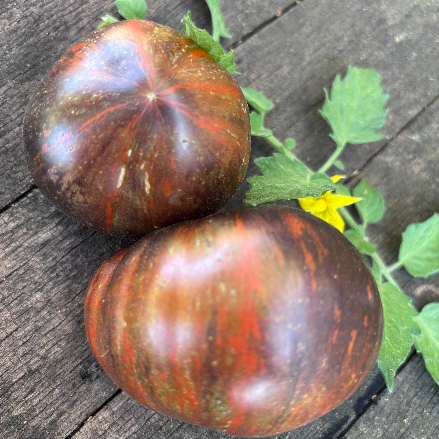 ORDINARY WORLD TOMATO SEEDS BY BILL YODER