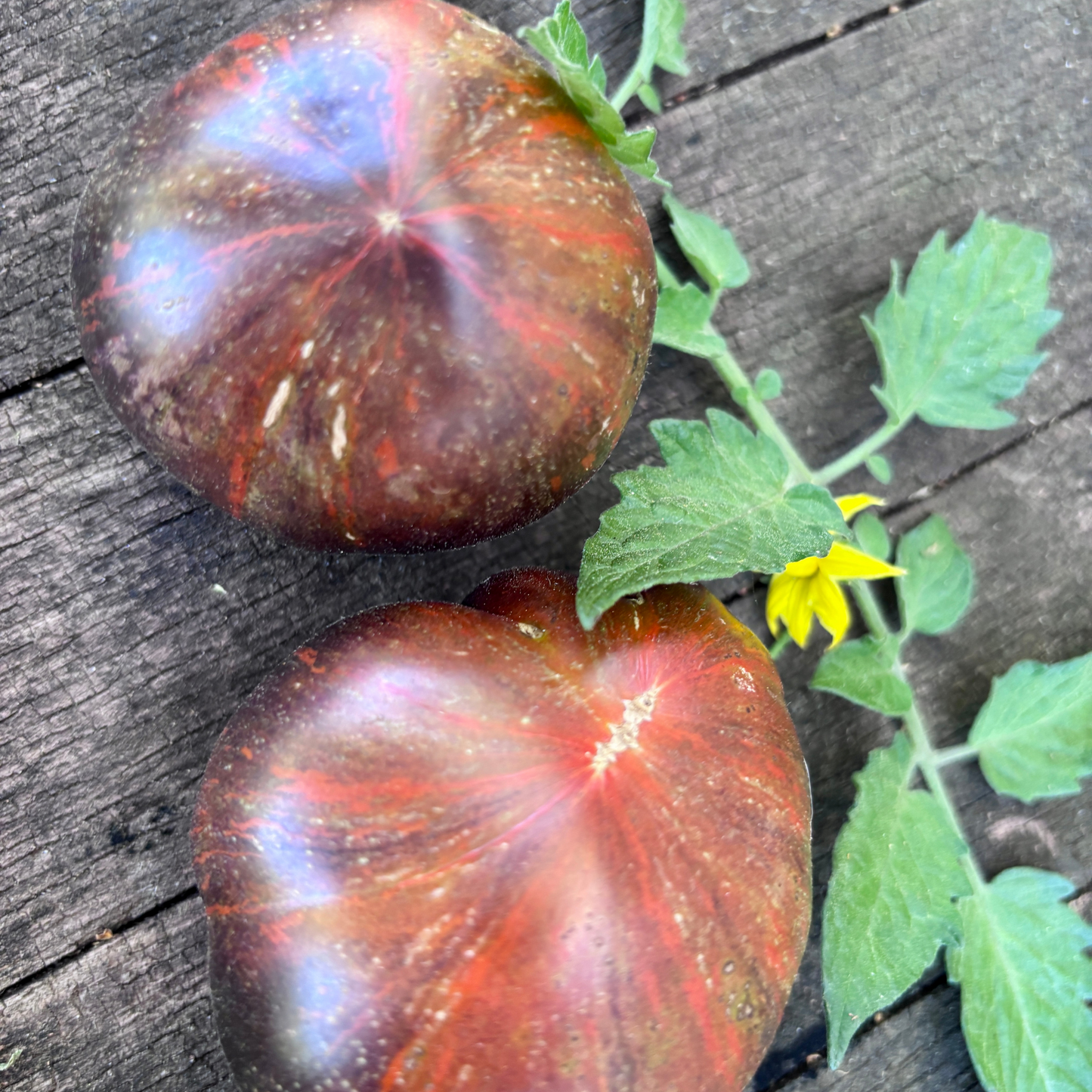 ORDINARY WORLD TOMATO SEEDS BY BILL YODER