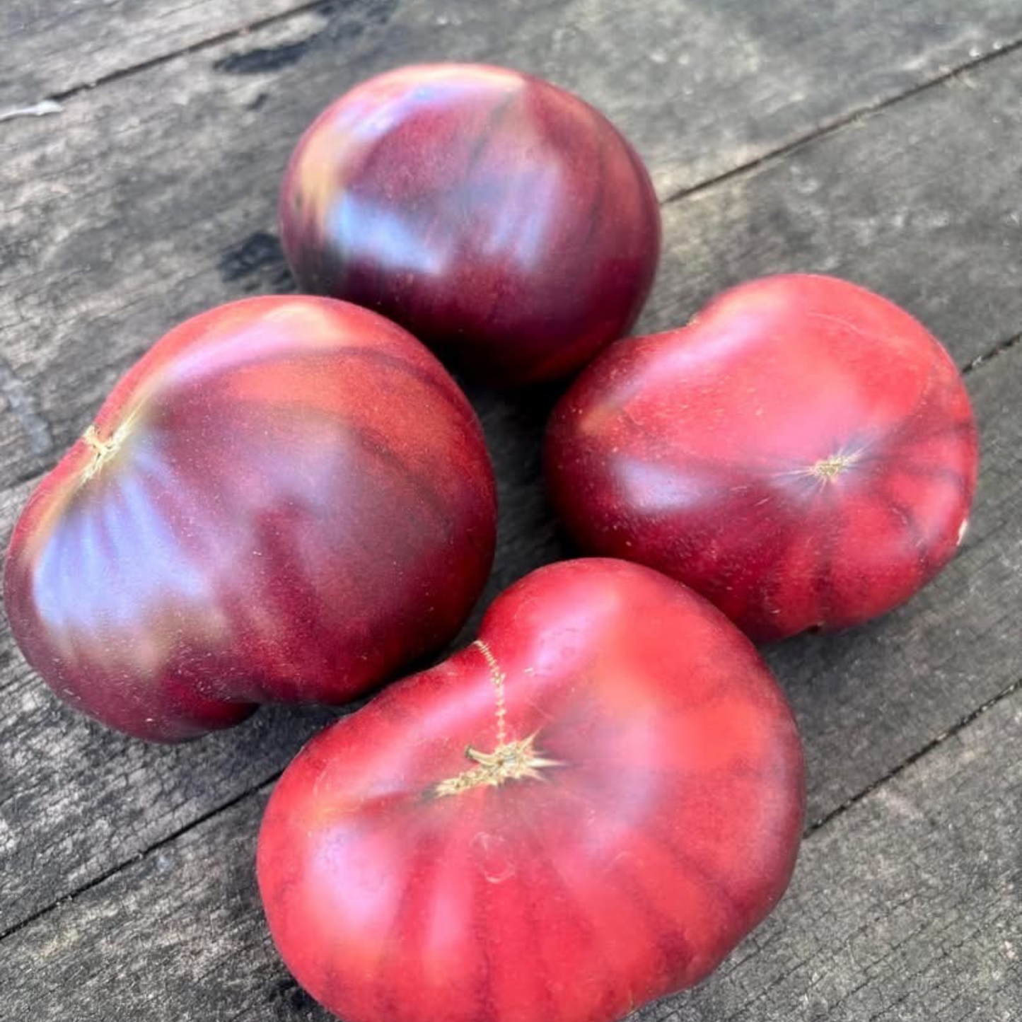 REFLEX TOMATO SEEDS BY BILL YODER
