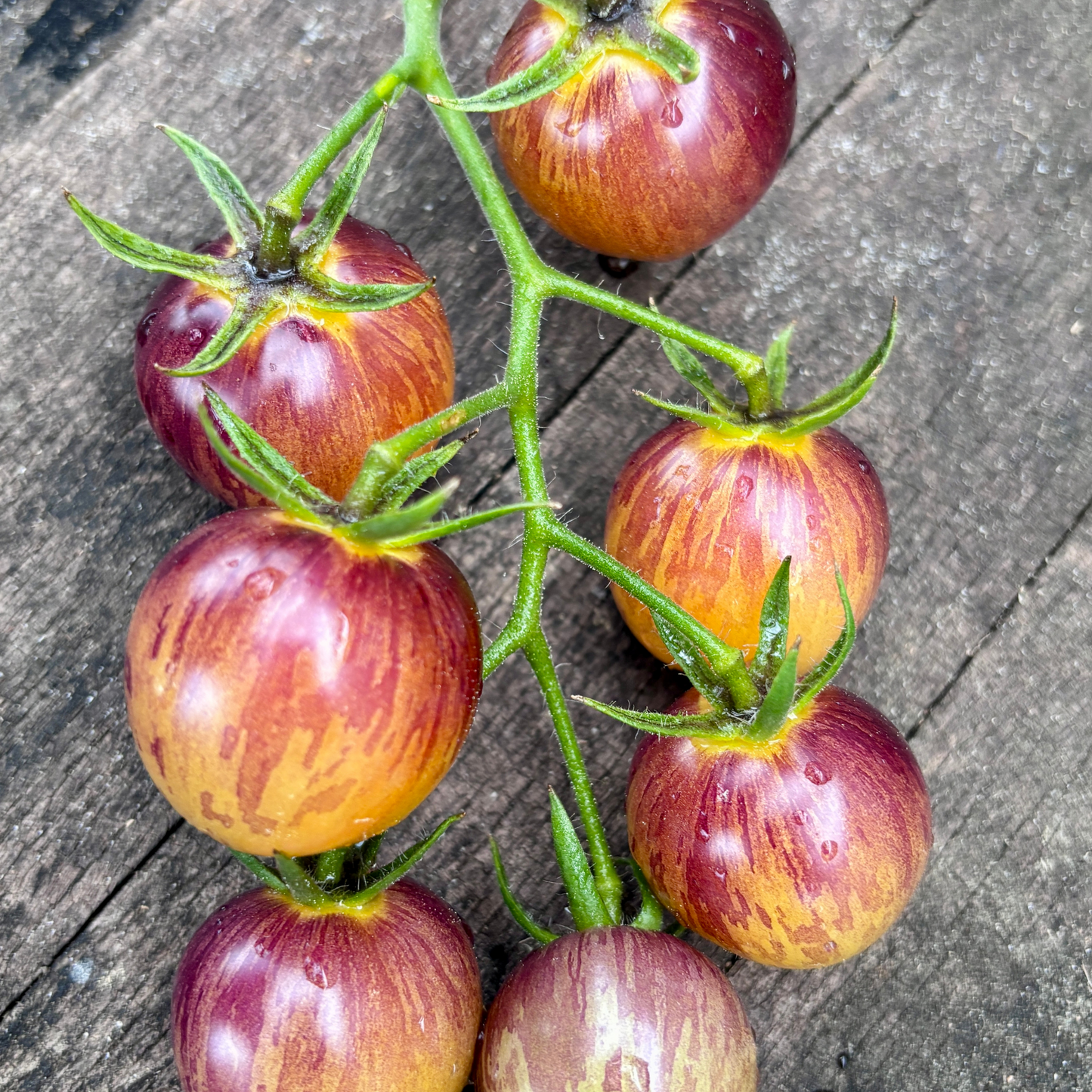 WHATCHU WANT TOMATO SEEDS BY BILL YODER