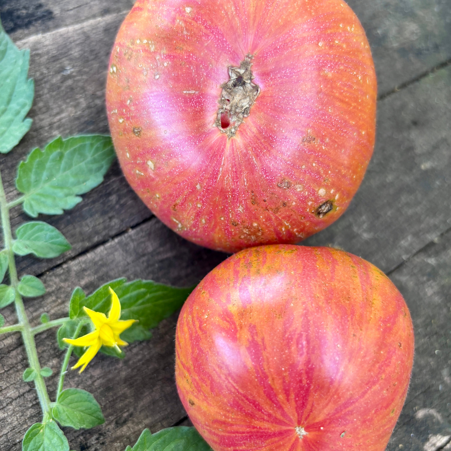 EVERYTHING COUNTS TOMATO SEEDS BY BILL YODER