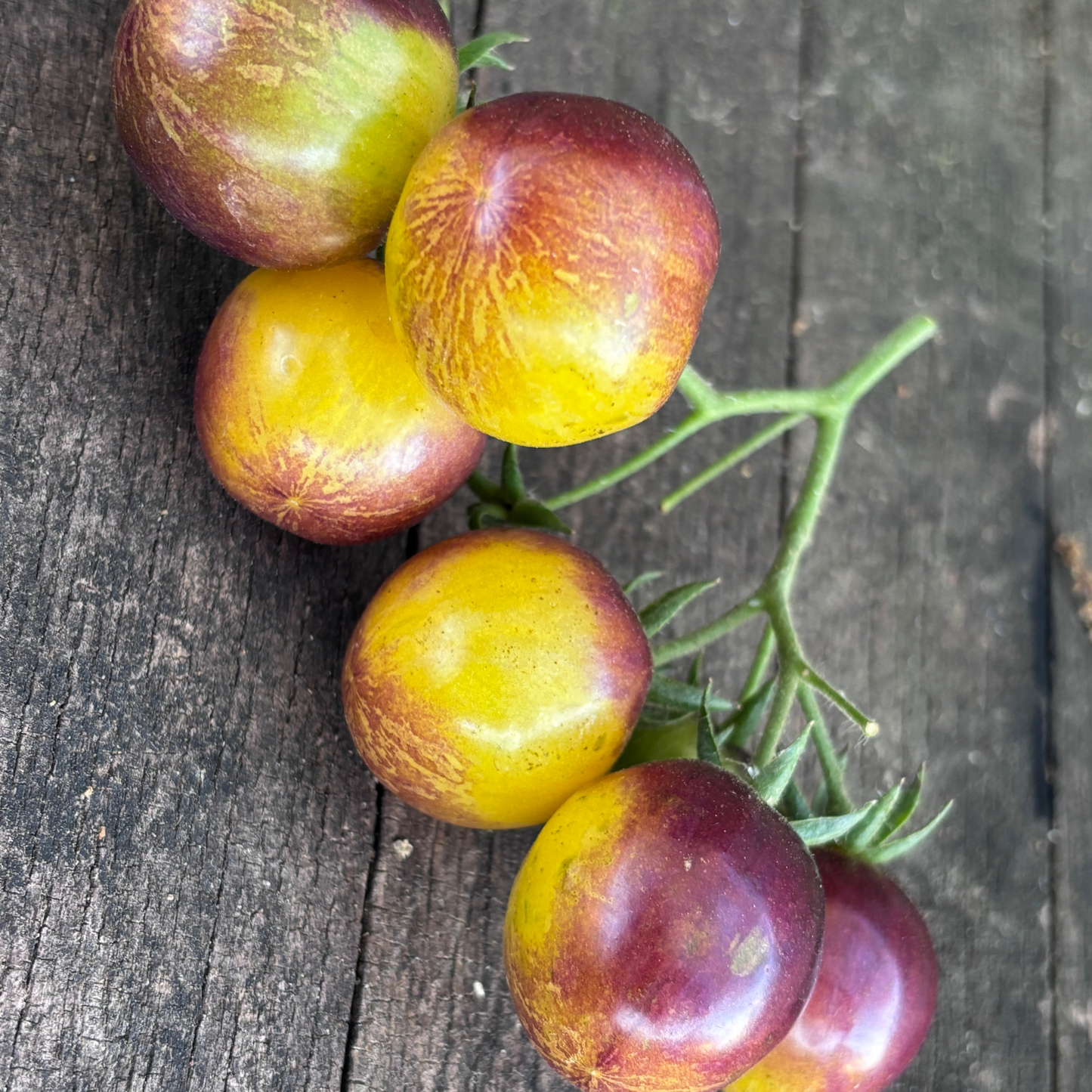 NEVER LET ME DOWN TOMATO SEEDS BY BILL YODER