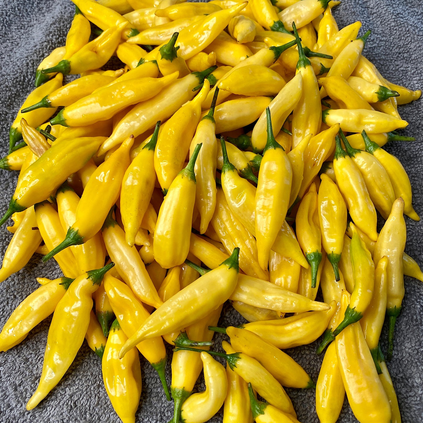 AJI PINEAPPLE PEPPER SEEDS