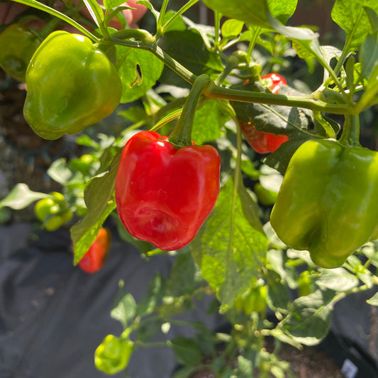 ALEPPO PEPPER SEEDS