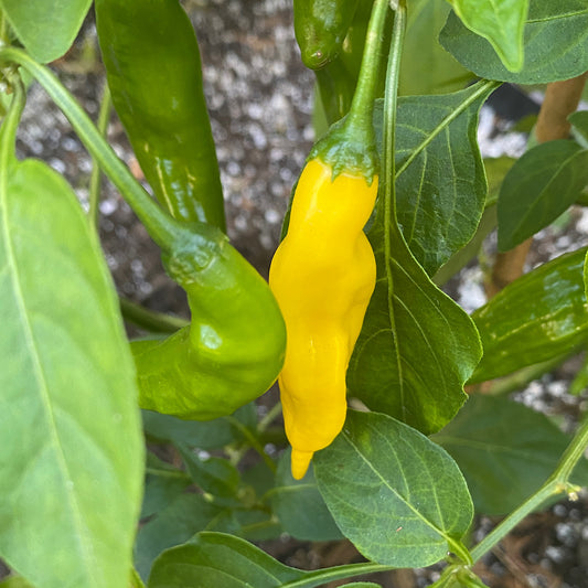 AJI PINEAPPLE PEPPER SEEDS