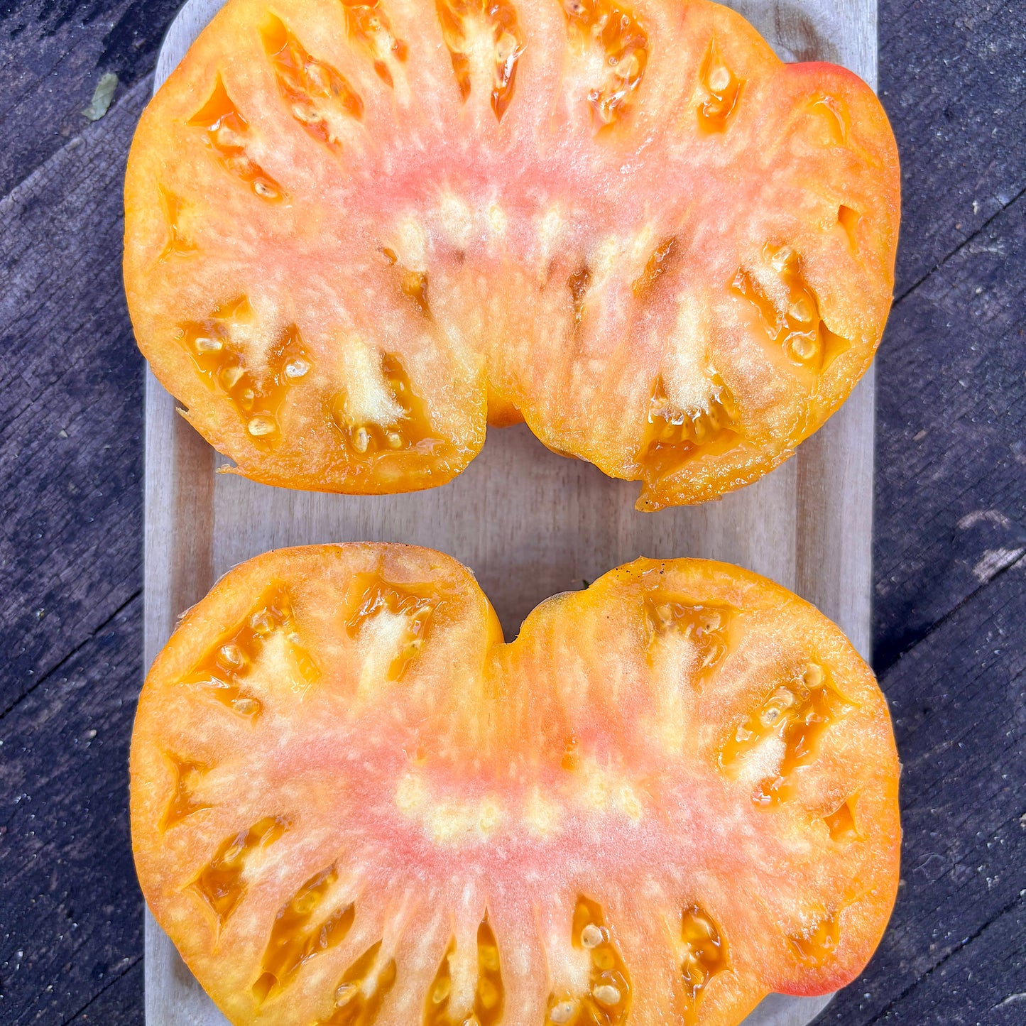 SAVE A PRAYER TOMATO SEEDS BY BILL YODER