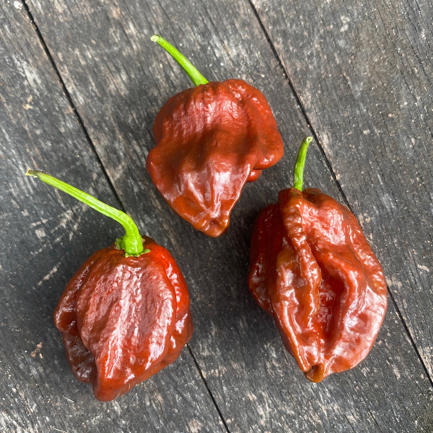 CHOCOLATE SCORPION PEPPER SEEDS