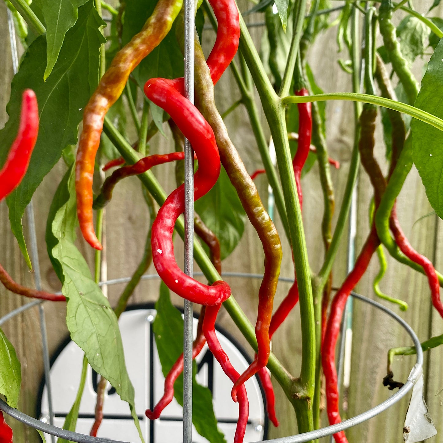 THUNDER MOUNTAIN LONGHORN PEPPER SEEDS