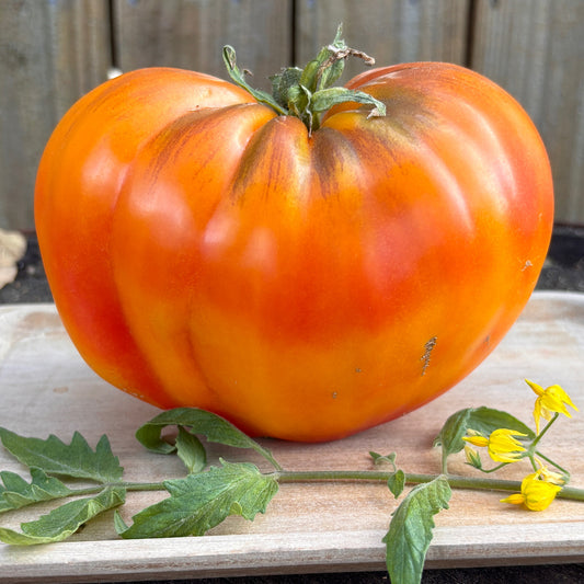 SAVE A PRAYER TOMATO SEEDS BY BILL YODER
