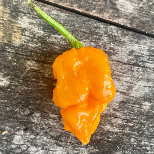 7 POT PRIMO ORANGE PEPPER SEEDS