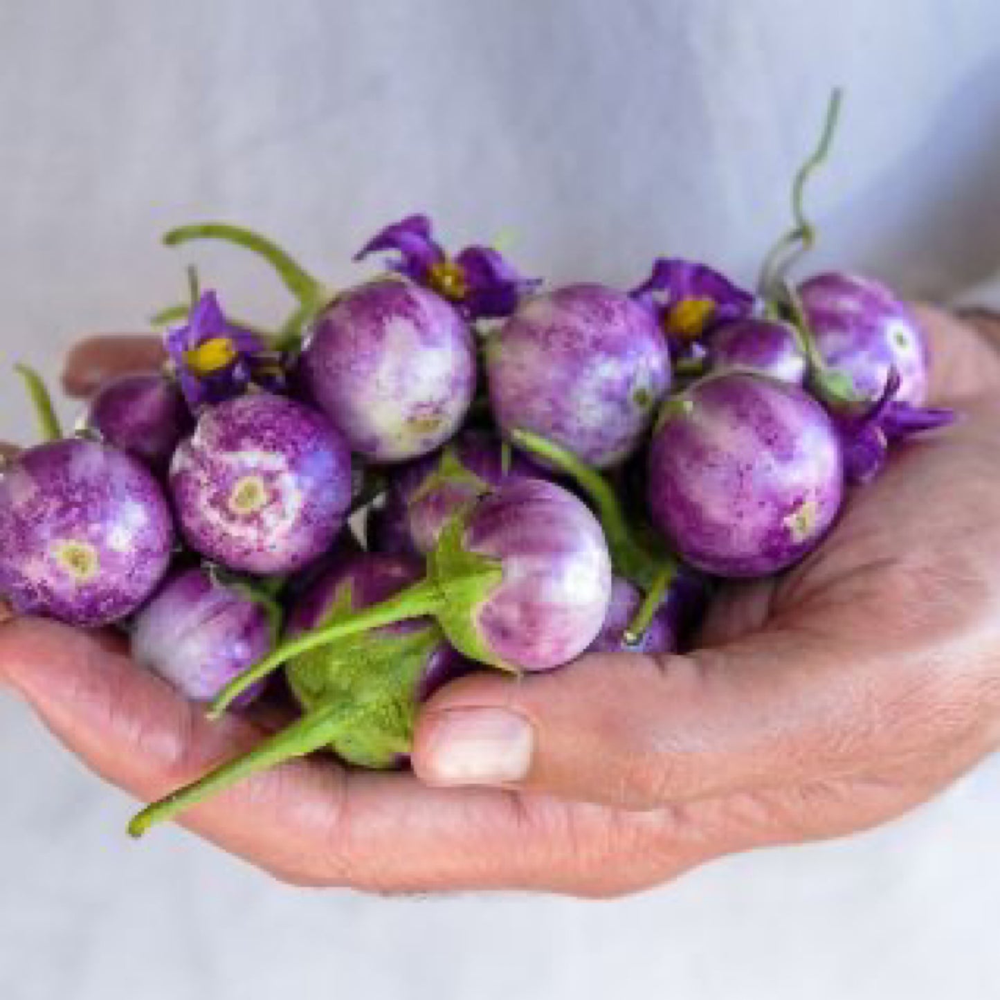 Thai Lavender Frog Egg Eggplant Seeds