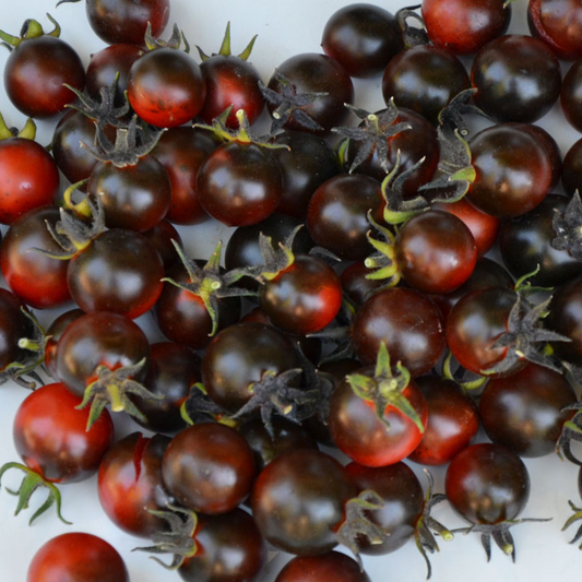 LITTLE RED CORVETTE TOMATO SEEDS BY BILL YODER