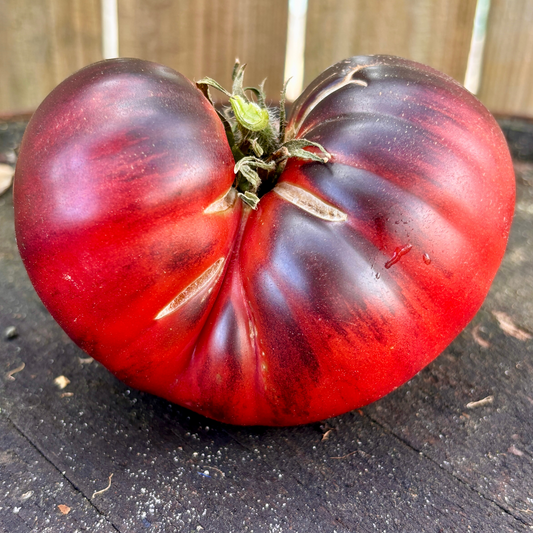 LULLABY TOMATO SEEDS BY BILL YODER