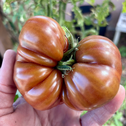 NOTORIOUS TOMATO SEEDS BY BILL YODER