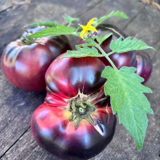 REFLEX TOMATO SEEDS BY BILL YODER