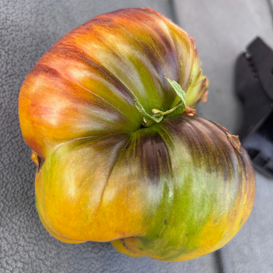 WORLD IN MY EYES TOMATO SEEDS BY BILL YODER