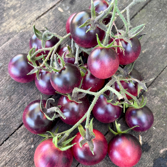 JUST CANT GET ENOUGH TOMATO SEEDS BY BILL YODER