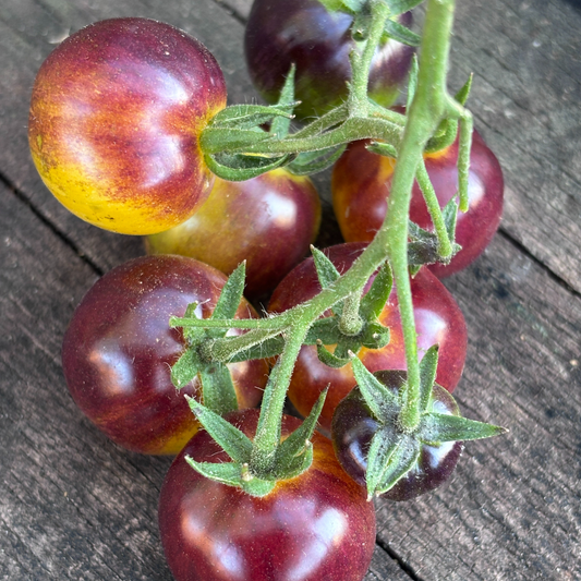 NEVER LET ME DOWN TOMATO SEEDS BY BILL YODER