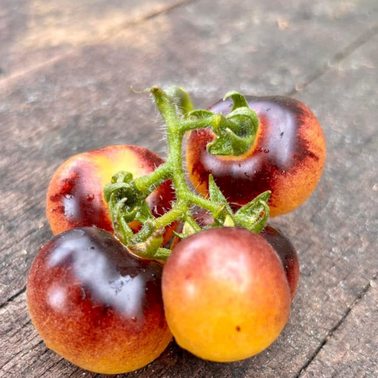 1999 DWARF CHERRY TOMATO SEEDS BY BILL YODER